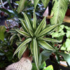 Dracaena ‘Malaika’