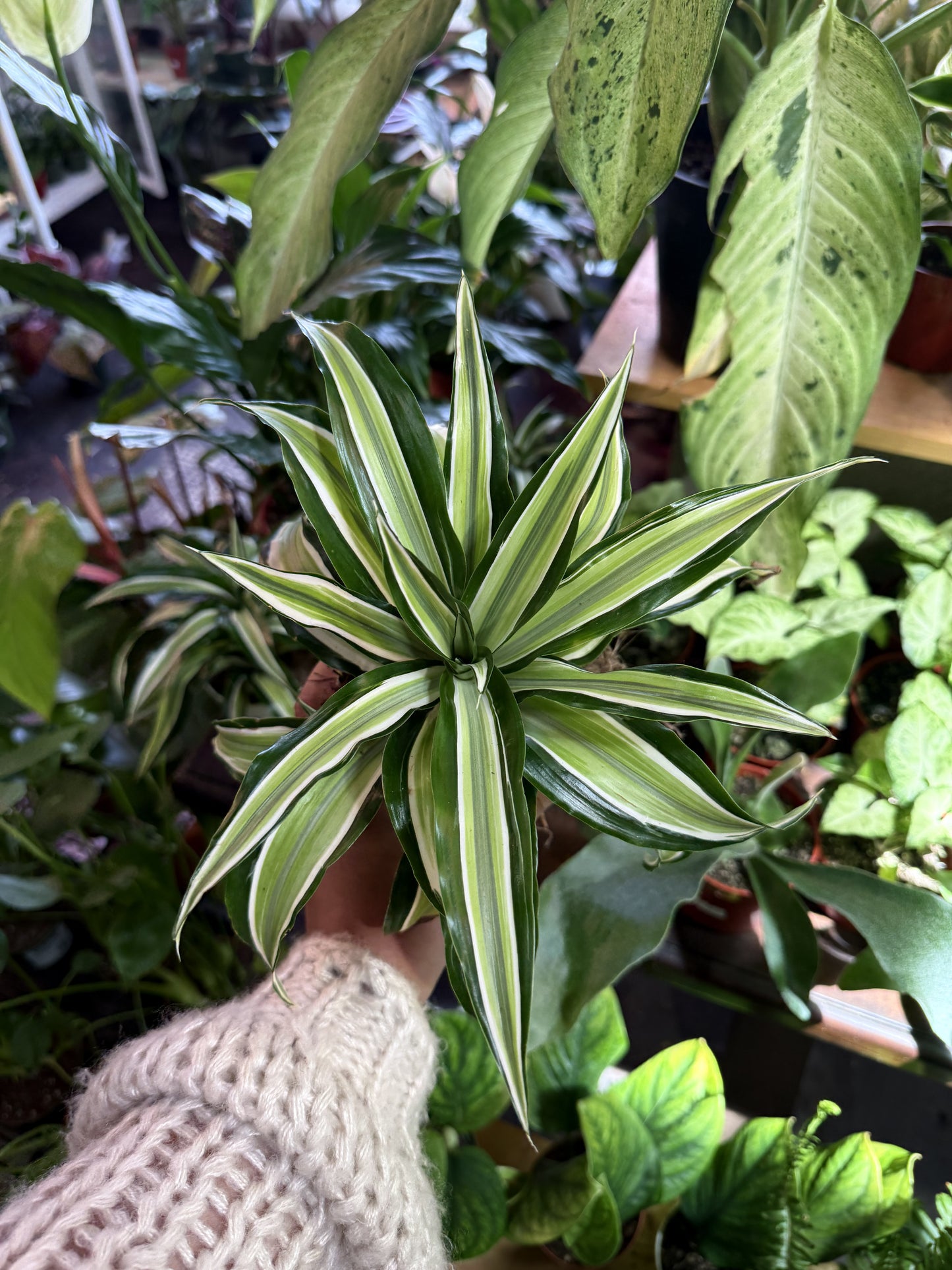 Dracaena ‘Malaika’