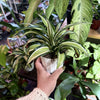 Dracaena ‘Malaika’