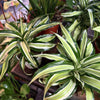 Dracaena ‘Malaika’