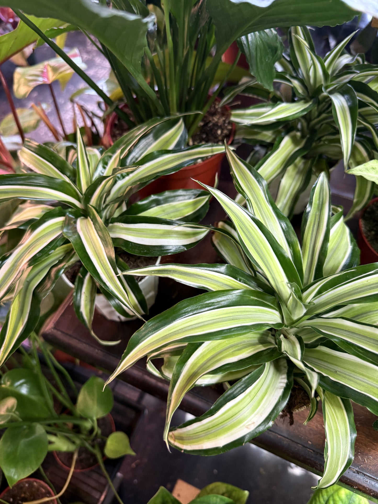 Dracaena ‘Malaika’