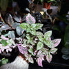 Polka Dot Plant