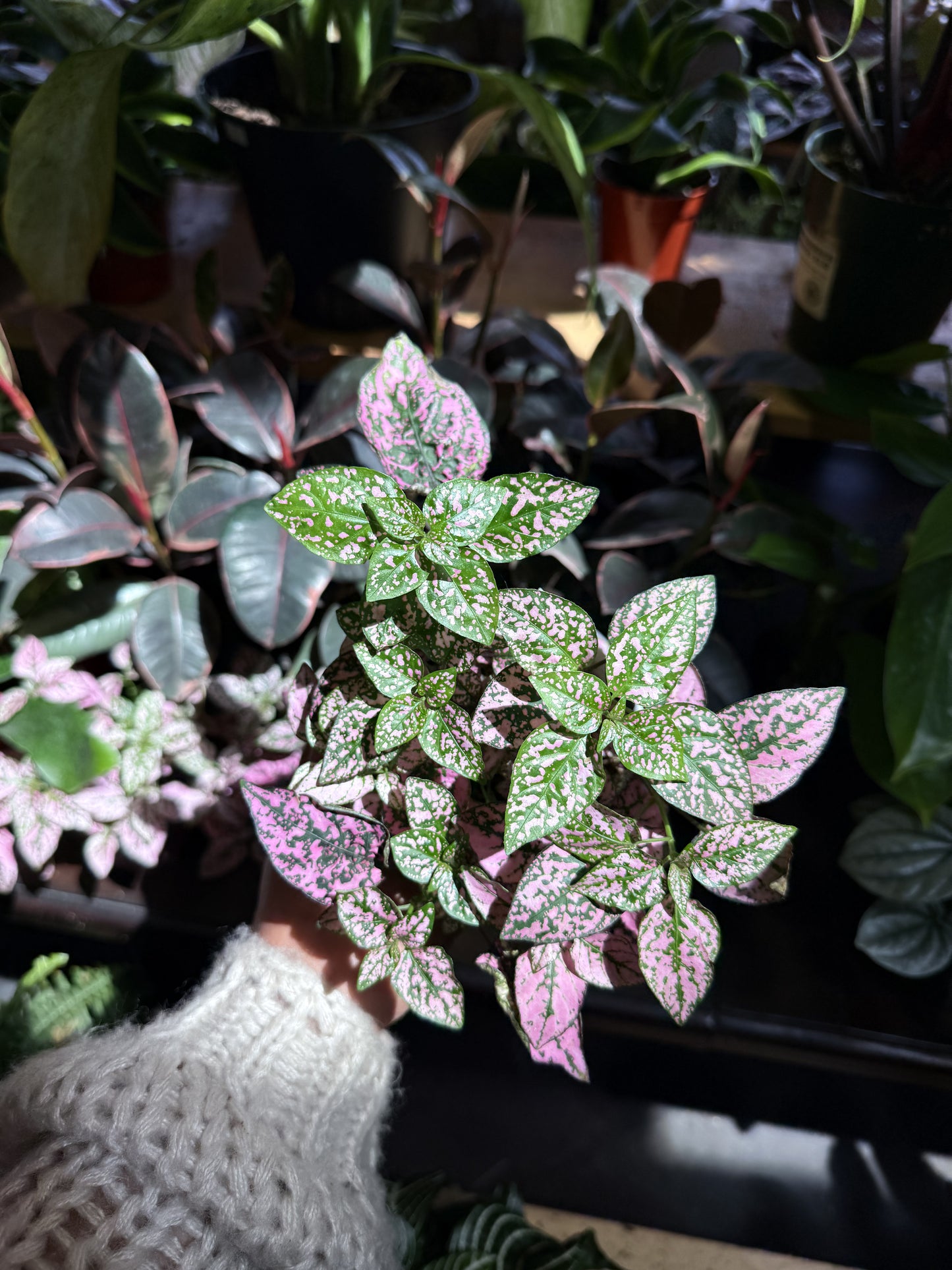 Polka Dot Plant