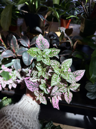 Polka Dot Plant