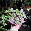 Polka Dot Plant
