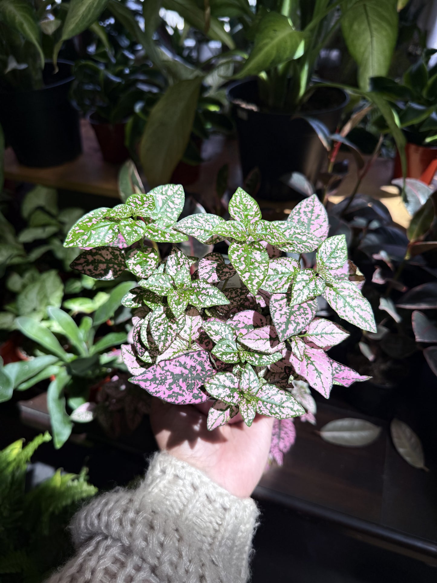 Polka Dot Plant