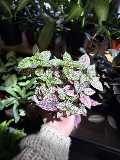 Polka Dot Plant