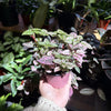 Polka Dot Plant