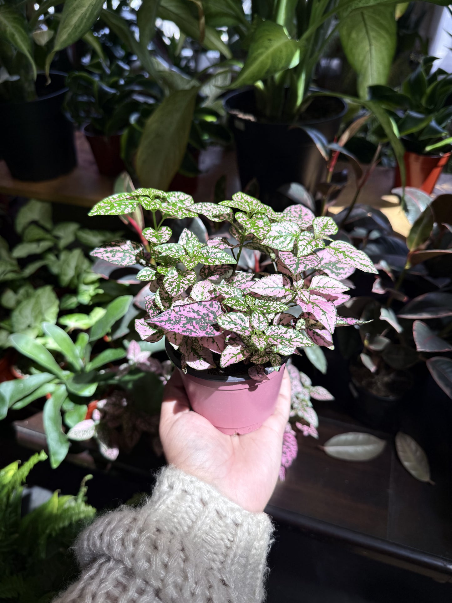 Polka Dot Plant