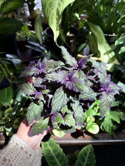 Purple Gyurna (Purple Passion Plant)