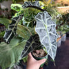 Alocasia Polly 'African Mask'