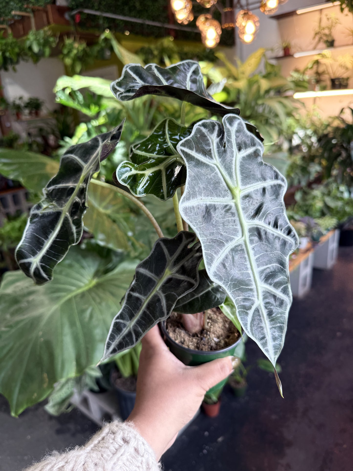 Alocasia Polly 'African Mask'