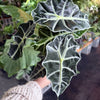 Alocasia Polly 'African Mask'