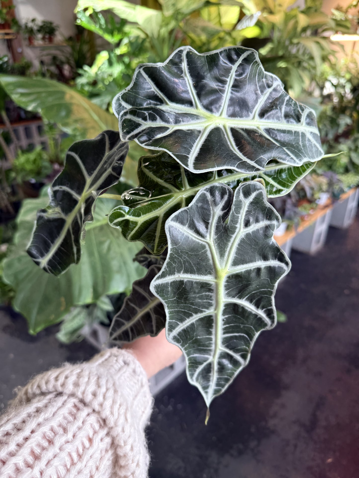 Alocasia Polly 'African Mask'