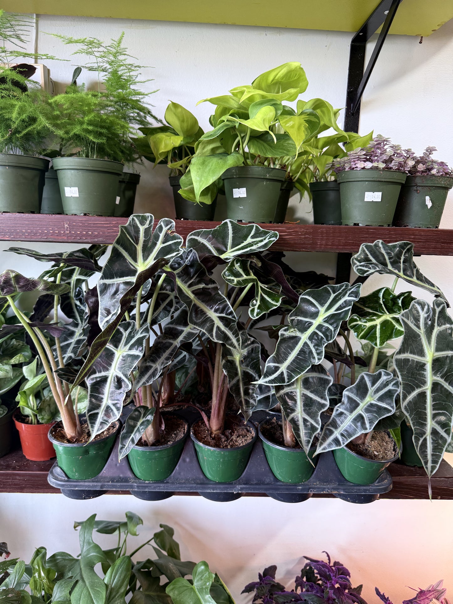 Alocasia Polly 'African Mask'