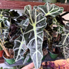 Alocasia Polly 'African Mask'