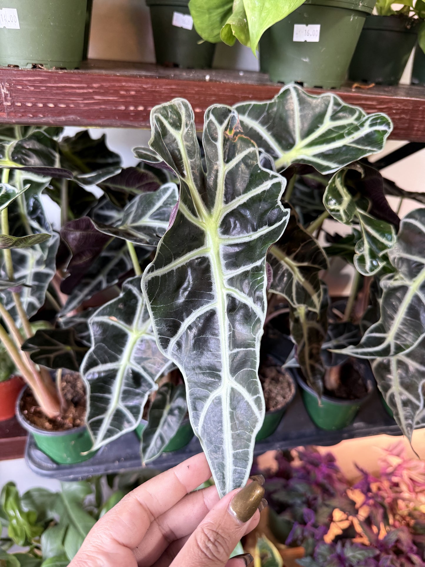 Alocasia Polly 'African Mask'