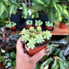 Donkey Tail Succulent (Burro’s Tail)