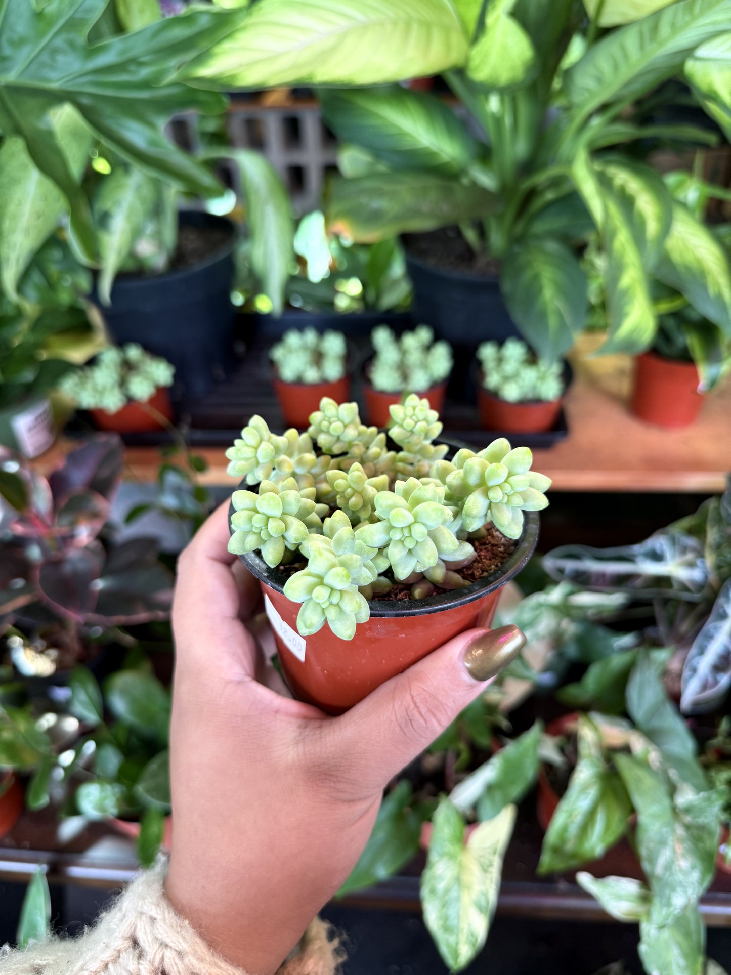 Donkey Tail Succulent (Burro’s Tail)