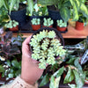 Donkey Tail Succulent (Burro’s Tail)