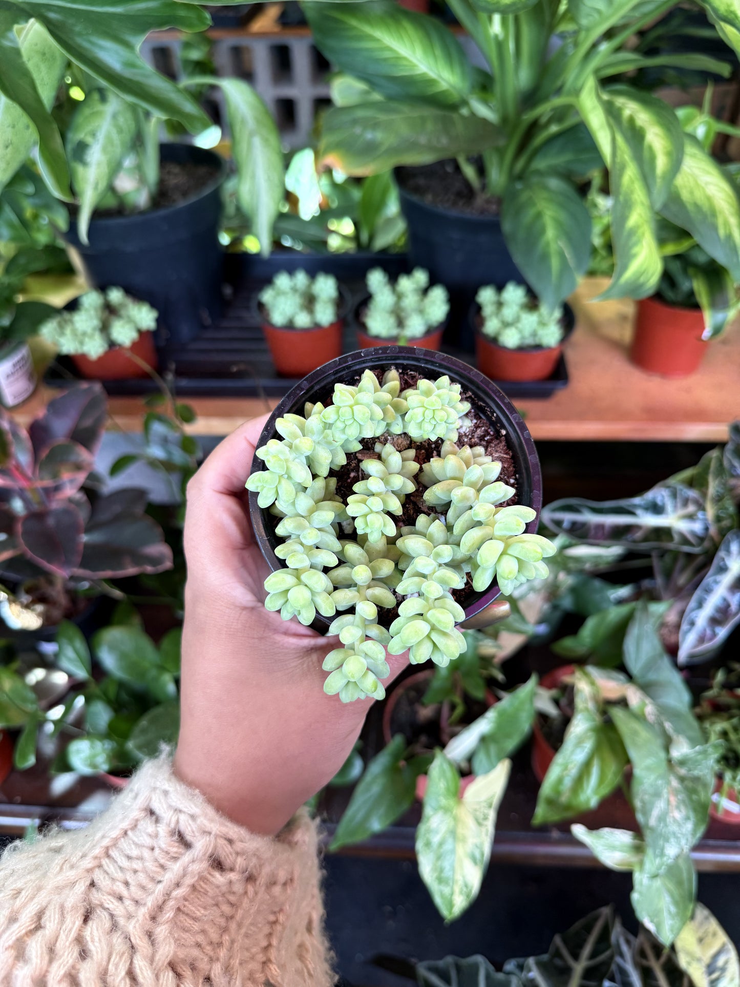 Donkey Tail Succulent (Burro’s Tail)