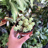 Donkey Tail Succulent (Burro’s Tail)