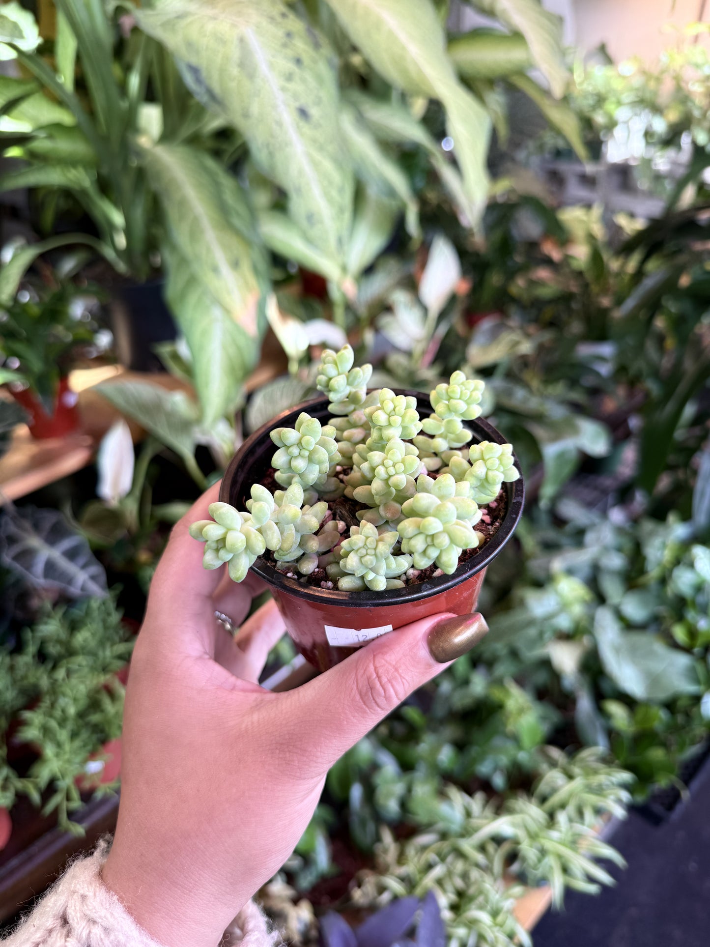 Donkey Tail Succulent (Burro’s Tail)