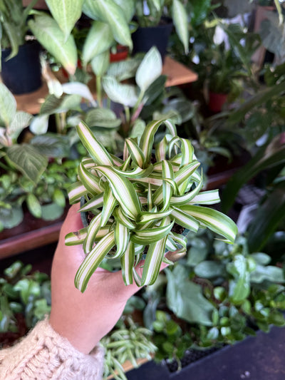 Spider Plant Variegated