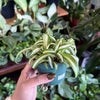 Spider Plant Variegated