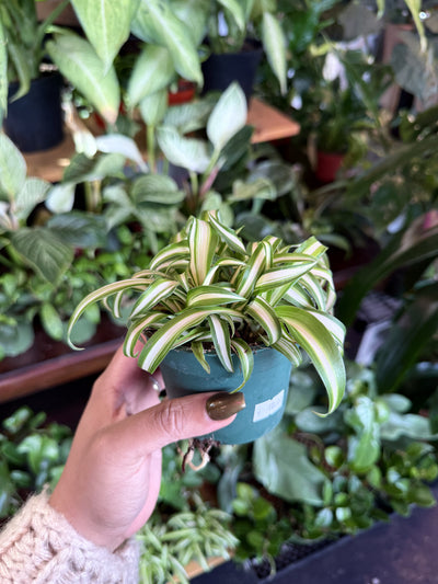 Spider Plant Variegated