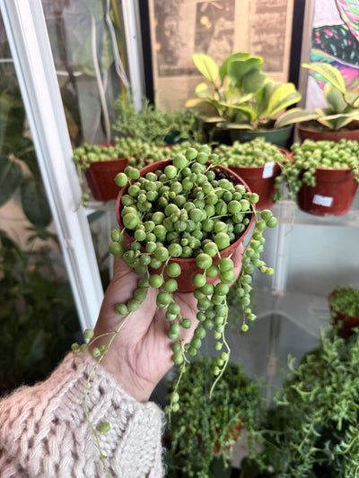 Succulent 'String of Pearls'