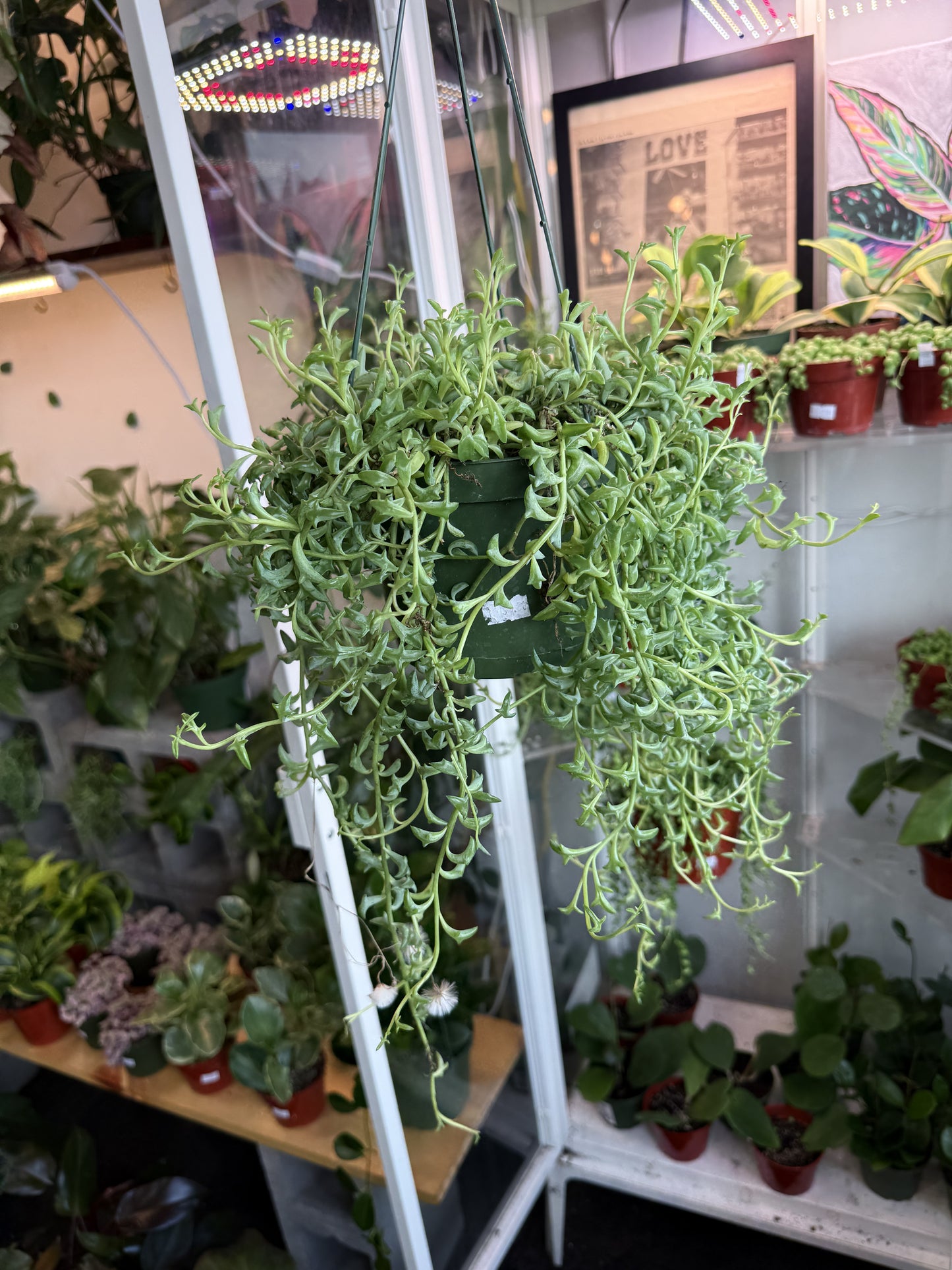 String of Dolphins