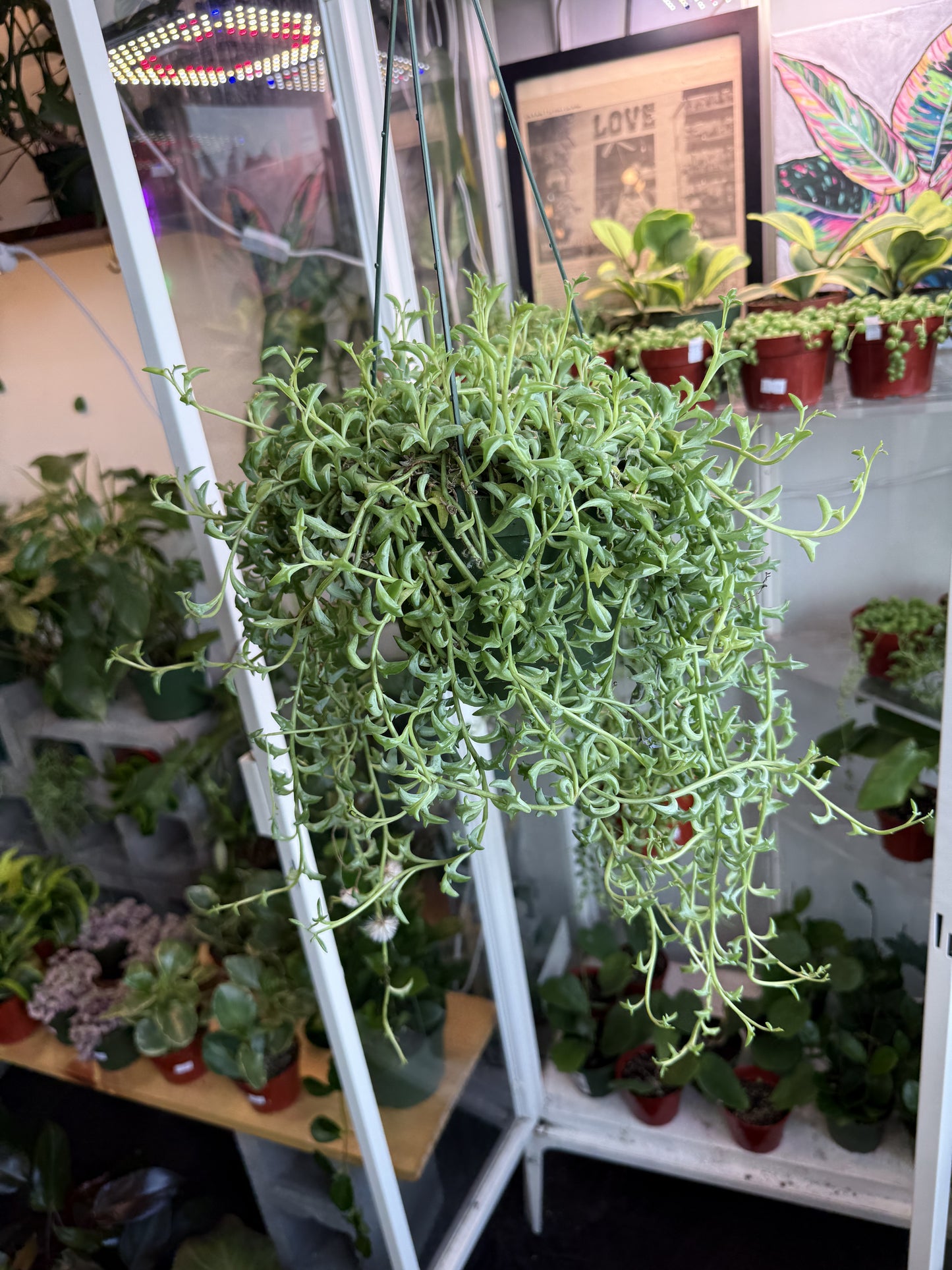 String of Dolphins