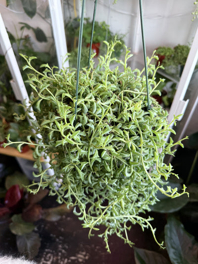 String of Dolphins