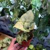 Syngonium 'White Butterfly'