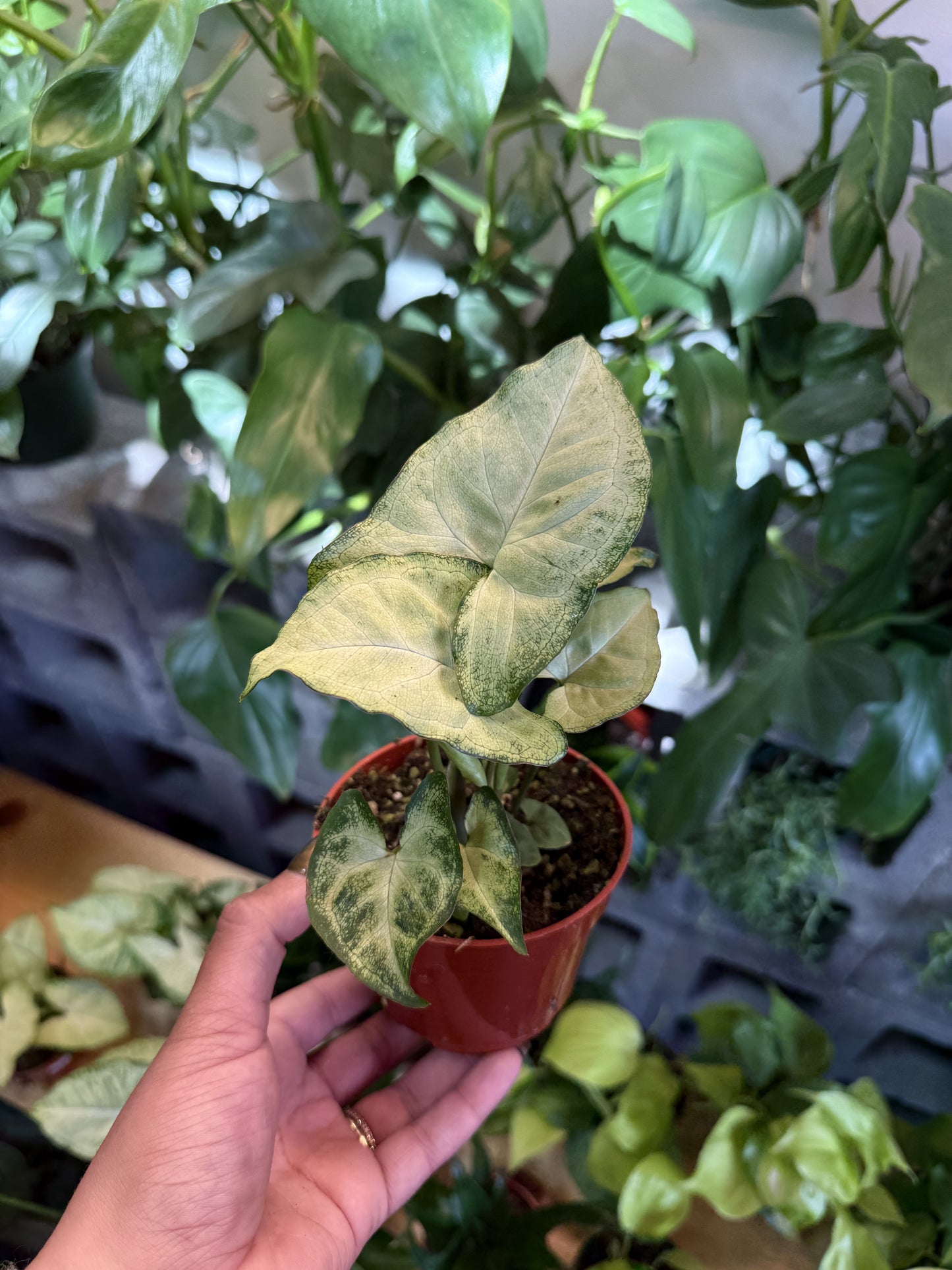 Syngonium 'White Butterfly'