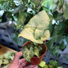 Syngonium 'White Butterfly'