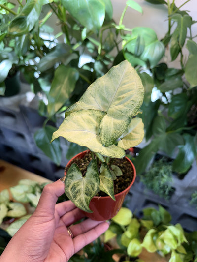 Syngonium 'White Butterfly'