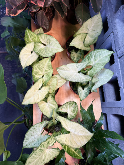 Syngonium 'White Butterfly'