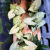 Syngonium 'White Butterfly'