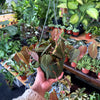 Philodendron 'Micans'