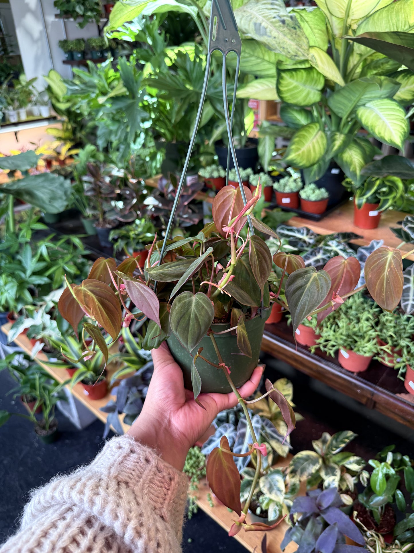 Philodendron 'Micans'
