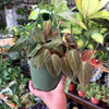 Philodendron 'Micans'