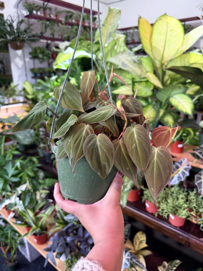 Philodendron 'Micans'