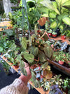 Philodendron 'Micans'