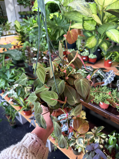 Philodendron 'Micans'