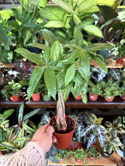 Money Tree ‘Guiana Chestnut’ Pachira Braid