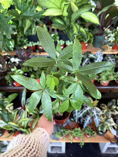 Money Tree ‘Guiana Chestnut’ Pachira Braid
