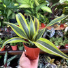 Dracaena 'Lemon Surprise'