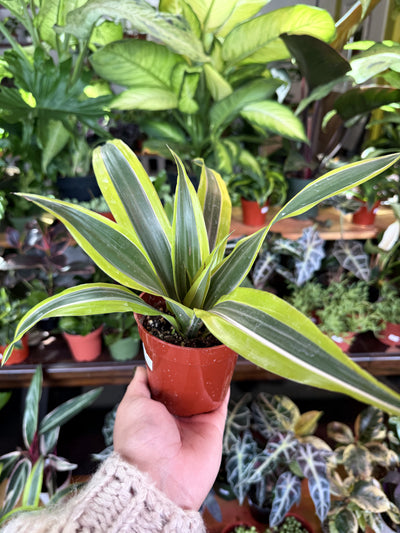 Dracaena 'Lemon Surprise'